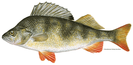 Drawing of a Perch