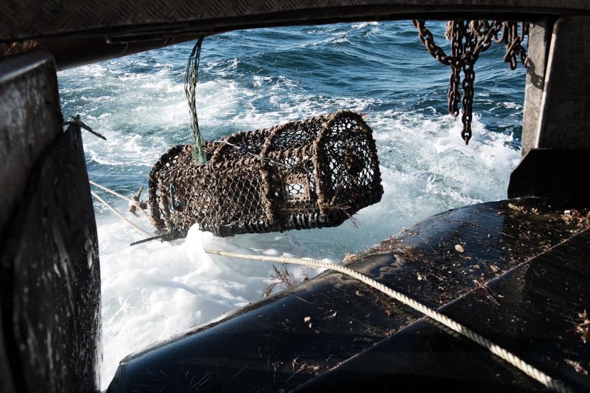 Crab pot coming onboard a fishing boat