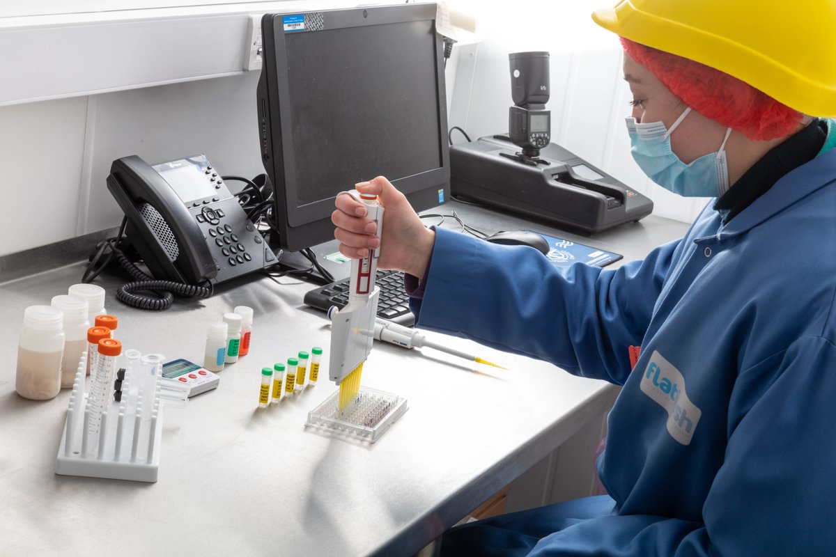 Pipetting samples in a fish factory laboratory