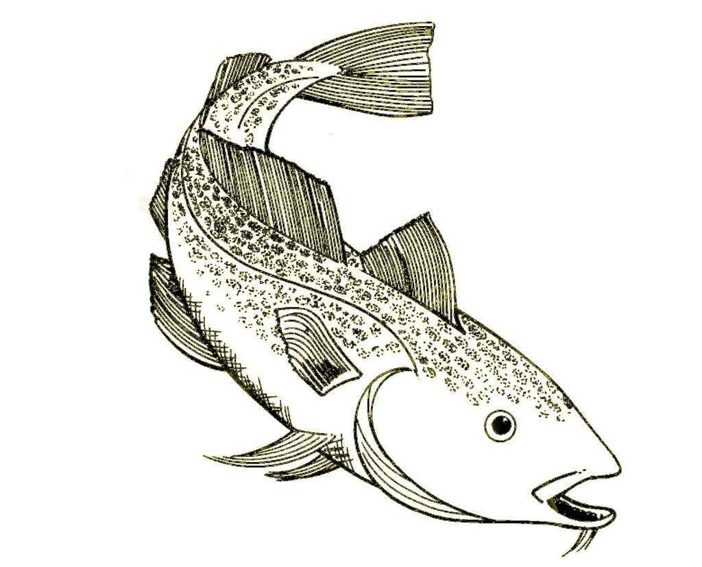 A drawing of a cod fish as used by the Seafood Training Academy