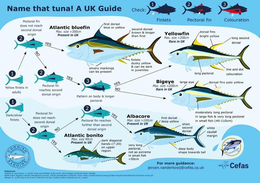 Name that tuna! A UK Guide